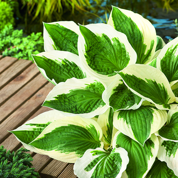 Visuel 1 du produit Hosta Patriot vert botanic®. Le pot de 2 litres