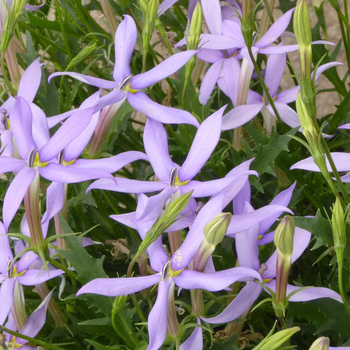 Visuel 1 du produit Isotoma ou Laurentia à fleurs bleues - Le pot de 2,5 litres