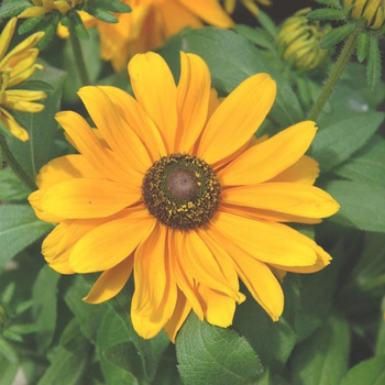 Visuel 1 du produit Rudbeckia Ophelia - Le pot de 2 litres