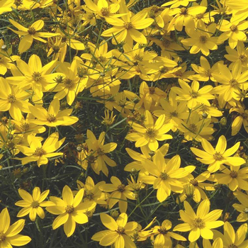 Visuel 1 du produit Coreopsis verticillata à fleurs jaunes - Le pot de 5 litres