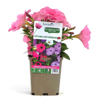 Visuel 1 du produit Pétunia retombant - Le pot de 9 x 9 cm