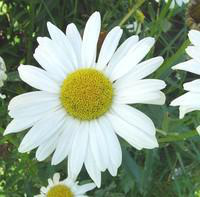 Visuel 1 du produit Marguerite naine - Le pot de 2 litres