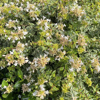 Visuel 1 du produit Abelia grandiflora Jelly Beans coloris vert – 3,5 L