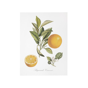 Visuel 1 du produit Affiche bigarade couronnée - 30 x 40 cm