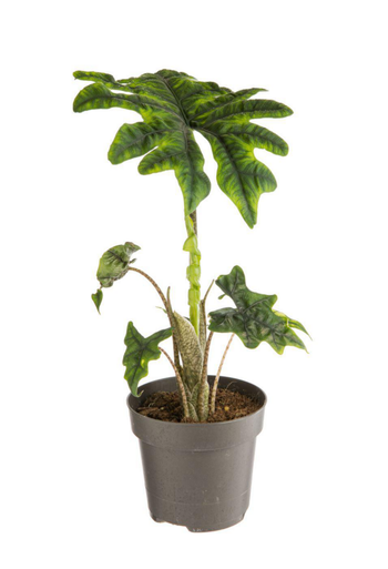 Visuel 1 du produit Alocasia Jacklyn (Oreilles d’éléphant) vert. Le pot Ø 17 cm