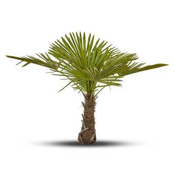 Visuel 1 du produit Palmier Trachycarpus Excelsa 120/150 cm Tronc 60/70 cm en pot de 50 L