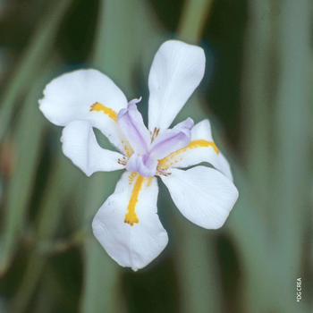 Visuel 1 du produit Dietes Grandiflora - Le pot de 2.5 litres