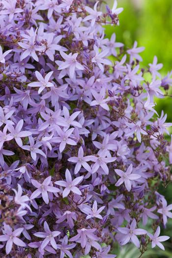 Visuel 1 du produit Campanule ‘Lisduggan Variety’ - Le pot de 2 litres
