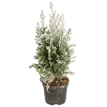 Visuel 1 du produit Elwoodii enneigé - Le pot de 13 cm