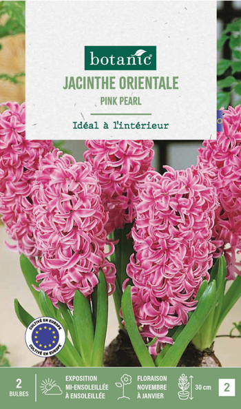 Visuel 1 du produit Jacinthe intérieur pink pearl botanic® - 2 bulbes