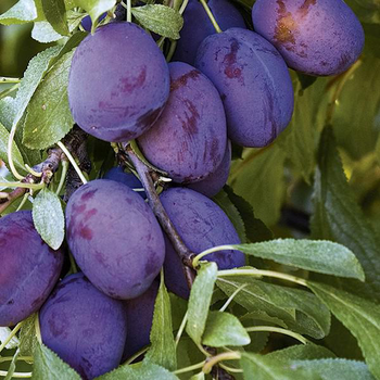 Visuel 1 du produit Prunier Quetsche d'Alsace coloris violet - 35 L