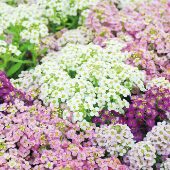 Visuel 1 du produit Lobularia - La barquette de 4 plants