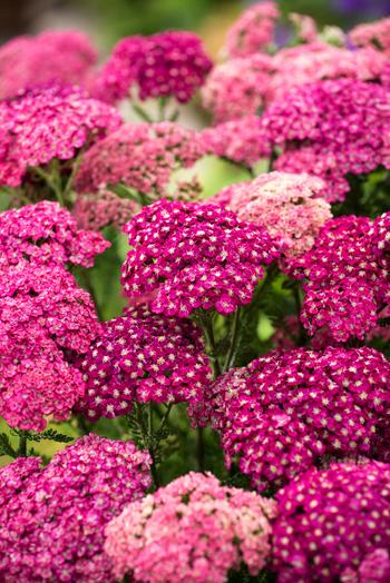 Visuel 1 du produit Achillée ‘Saucy Seduction’ - Le pot de 2 litres