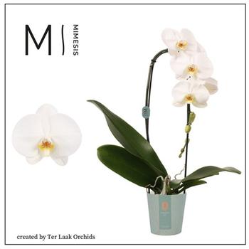 Visuel 1 du produit Ficus Elastica Abidjan 3 pieds. Le pot de Ø 35 cm