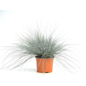 Visuel 1 du produit Fétuque bleue - Le pot diam 12 cm