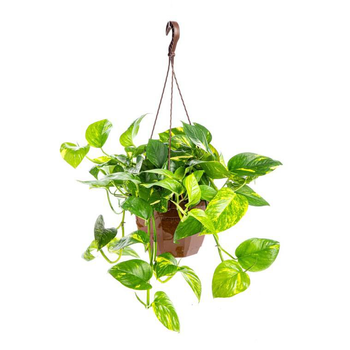 Visuel 1 du produit Pothos Aureus suspension Ø20xH30 cm