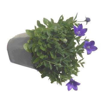 Visuel 1 du produit Platycodon Grandiflorus - Le pot de 3 litres