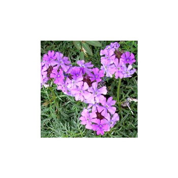 Visuel 1 du produit Verbena Tenuisecta - La barquette de 6 plants