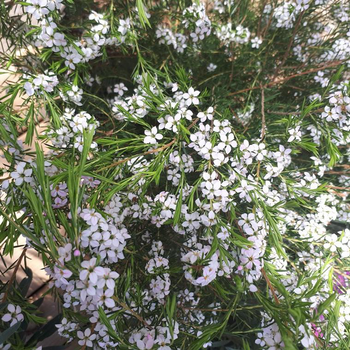 Visuel 1 du produit Diosma Hirsuta Pink Fountain. Le pot de 7,5 litres