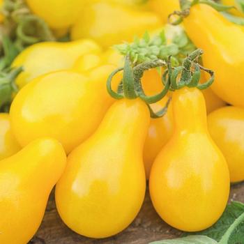 Visuel 1 du produit Tomate Cerise Yellow Pear bio. La barquette de 3 plants