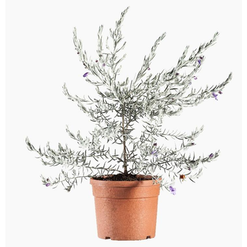 Visuel 1 du produit Eremophila Nivea en pot de 3 L blanc