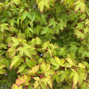 Visuel 1 du produit Érable du Japon (Acer Palmatum) Crimson Princess. Le pot de 4,5 litres