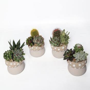 Visuel 1 du produit Composition d’intérieur de cactus et succulente