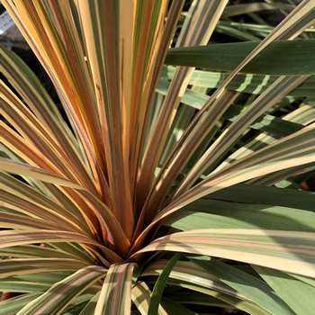 Visuel 1 du produit Cordyline Australis Torbay Dazzler 3 troncs. Le pot de 45 litres