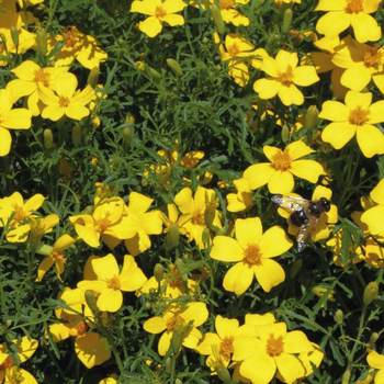 Visuel 1 du produit Fleur du potager tagetes nematifuge Bio - Le pot de 10.5 cm