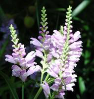Visuel 1 du produit Physostegia Virginiana - Le pot de 10,5 cm