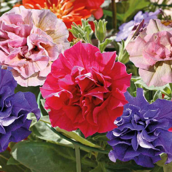 Visuel 1 du produit Pétunia retombant double - Le pot de 9 x 9 cm