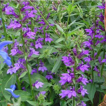 Visuel 1 du produit Lobelia speciosa - Le pot de Ø 19 cm