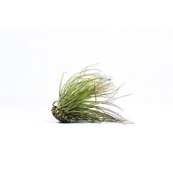 Visuel 1 du produit Tillandsia magnusiana vert 10 cm