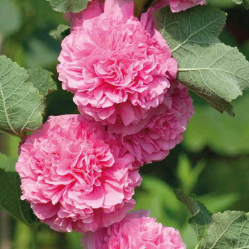 Visuel 1 du produit Rose Trémière Rose - Le pot de 9 x 9 cm