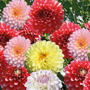Visuel 1 du produit Dahlia nain semi double - La barquette de 4 plants