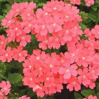 Visuel 1 du produit Verveine retombante - La suspension