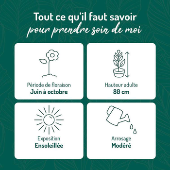 Visuel 1 du produit Salvia grahamii rouge - Le pot de 9 x 9 cm