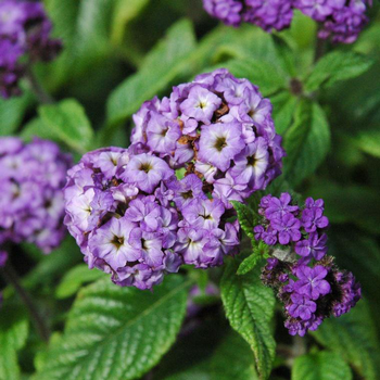 Visuel 1 du produit Héliotrope ou Herbe de Saint-Fiacre à fleurs bleues - Le pot de 2,5 litres