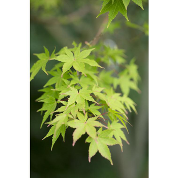 Visuel 1 du produit Erable du Japon (ACER PALMATUM SANGO KAKU ) Le pot de 110 litres