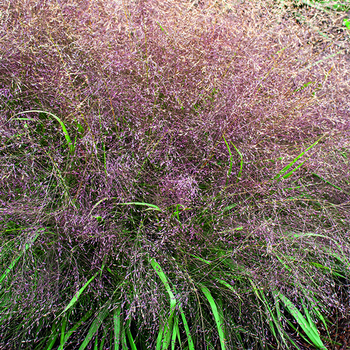 Visuel 1 du produit Eragrostis Spectabilis vert botanic®. Le pot de 1 litre