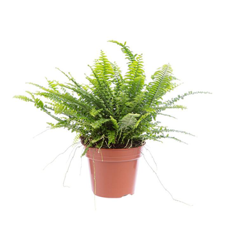 Visuel 1 du produit Fougère Nephrolepis pot Ø12 cm