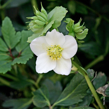 Visuel 1 du produit Helleborus Niger - En verrerie ronde
