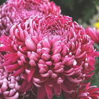 Visuel 1 du produit Chrysanthème grosses fleurs - Le pot de 2,5 litres