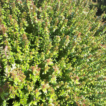 Visuel 1 du produit Chèvrefeuille Nitida Scoop (Lonicera) boule. Le pot de 5 litres