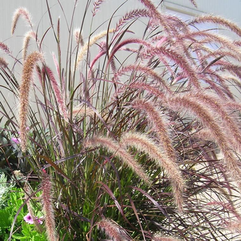 Visuel 1 du produit Herbe-aux-écouvillons rubrum rouge en pot de 2 L