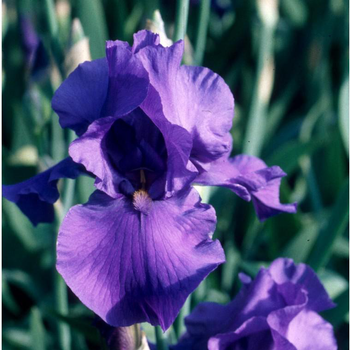 Visuel 1 du produit Iris des jardins à fleurs multicolores - Le pot de 2 litres