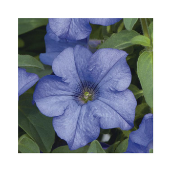 Visuel 1 du produit Pétunia retombant bleu - Le pack de 6 plants
