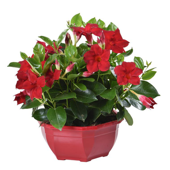 Visuel 1 du produit Dipladénia ou Mandevilla à fleurs multicolores - La coupe Ø 27 cm