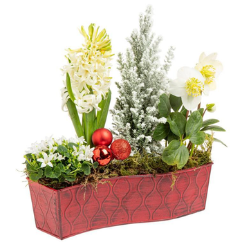 Visuel 1 du produit Composition de Noël Chemin de Table 25 cm - La coupe en zinc