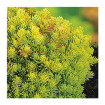 Visuel 1 du produit Orpin 'Lemon Ball' - Le pot de 3 litres